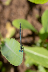 Enallagma cyathigerum (common blue damselfly, common bluet, or northern bluet)