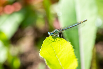 Enallagma cyathigerum (common blue damselfly, common bluet, or northern bluet)