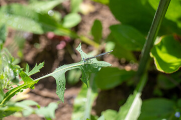 Enallagma cyathigerum (common blue damselfly, common bluet, or northern bluet)