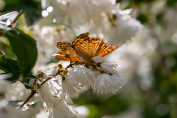 Boloria aquilonaris, the orange brown cranberry fritillary butterfly