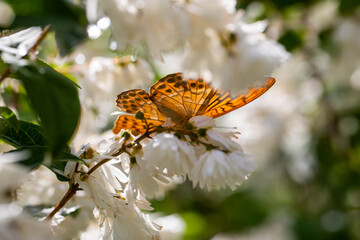 Boloria aquilonaris, the orange brown cranberry fritillary butterfly
