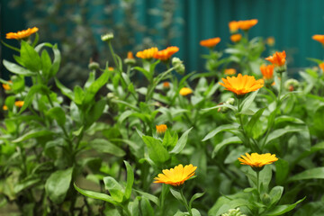 Beautiful blooming calendula flowers outdoors. Space for text