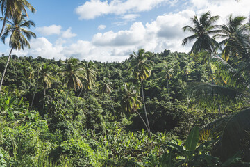 Fototapeta na wymiar Rainforest with dense trees on a cloudy day on Caribbean Island of Dominica