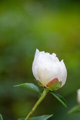 White peony or paeony flowers with water drops