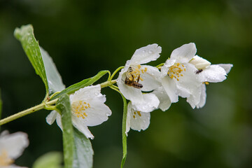Macro of honeybee on flowers, collecting pollen