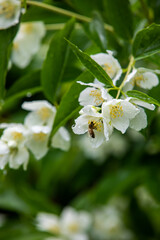 Macro of honeybee on flowers, collecting pollen