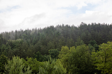 Green summer landscape in rural Romania