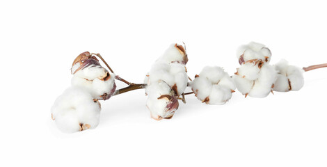 Dry cotton branch with fluffy flowers on white background