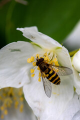 Macro of honeybee on flowers, collecting pollen