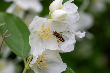 Macro of wasp on flowers, collecting pollen