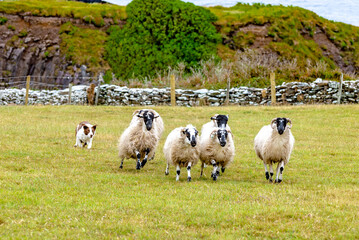 Ireland sheep dog in action corralling sheep on the Ireland southern shoreline.