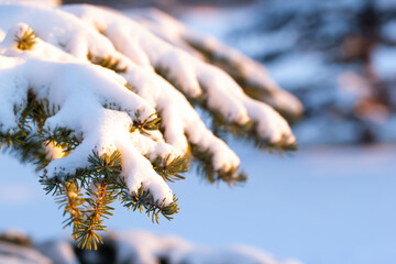 Fir branch covered with snow in sunset warm light.