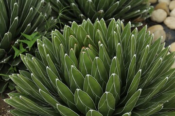 Obraz premium Beautiful green agave growing outdoors. Succulent plant