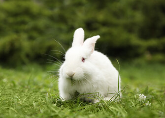 Cute white rabbit on green grass outdoors