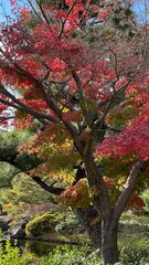 Naklejka premium red maple tree