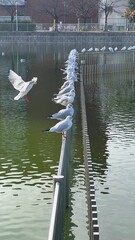 seagulls on the river