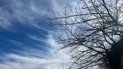 silhouette of tree