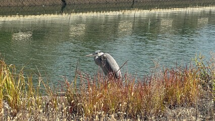 reeds in the lake