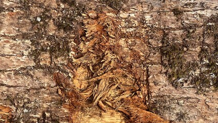 ants on a tree trunk