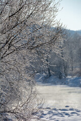 川岸の木に付いた霧氷
