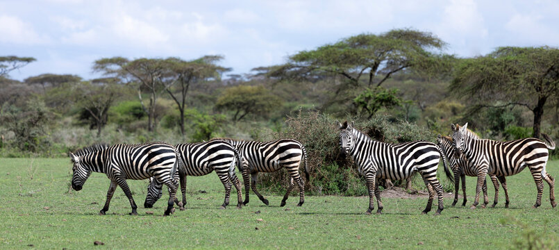 panoramic photo of wild zebras on the plains of southern Ethiopia.
