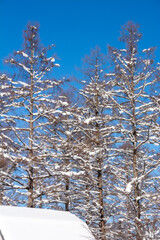 降雪の後のカラマツ林と青空
