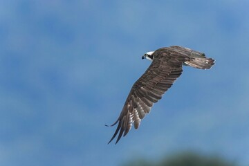 ブルーの山並みをバックに悠然と飛ぶミサゴ