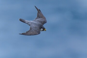 日本海をバックに悠然と飛ぶハヤブサ成鳥