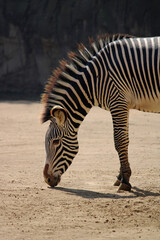 Fototapeta na wymiar Zebra in the Mexico City Zoo