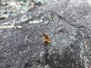 ant on a rock