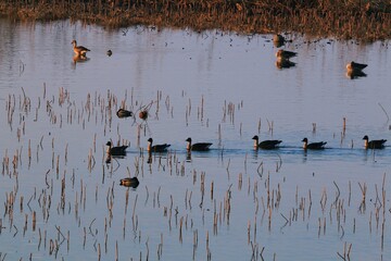 호수풍경 - 겨울 철새 오리