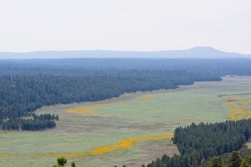 Aerial view of a stream surrounded by yellow wildflowers as seen from Anderson Mesa, near Flagstaff, Arizona. Miles of forest are in the background.