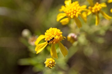 Black ant climbing on a yellow wildflower on Anderson Mesa, near Flagstaff, Arizona.
