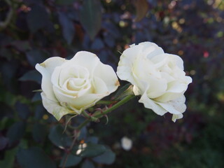葉の間で咲く白色のバラの花二輪