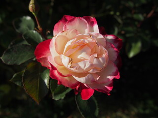 葉の間で日向で日の光を浴びる紅白のバラの花一輪