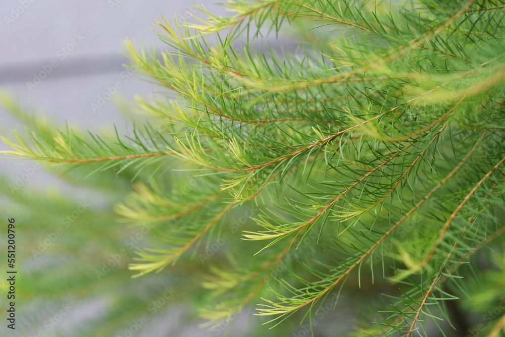 Poster melaleuca alternifolia ( narrow-leaved paperbark tea tree ). myrtaceae evergreen tree native to aust