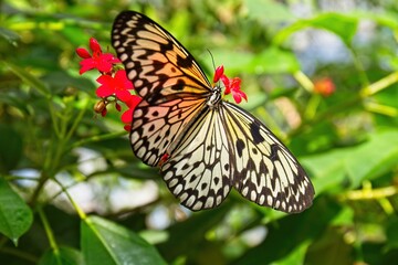 Paper Kite butterfly, Idea leuconone, on red flowers with green leaves in the background.