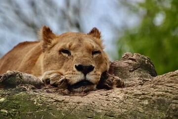 木に寝ている1匹のメスライオン