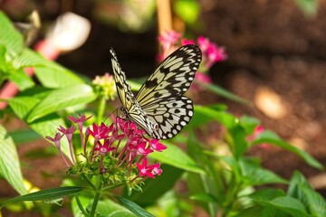 Black and white Paper Kite butterfly, Idea leuconoe, on red flowers with green leaves in the background.