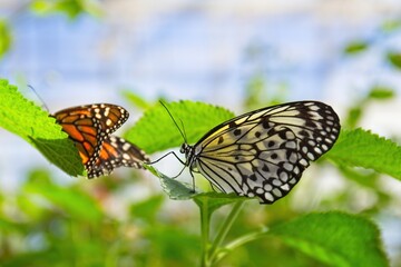 Monarch, Danaus plexippus butterfly and Paper Kite, Idea leuconoe, butterfly on green leaves with green leaves in the background.