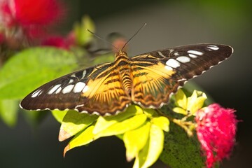 Black, white and yellow butterfly on green leaves and red flowers in the background.