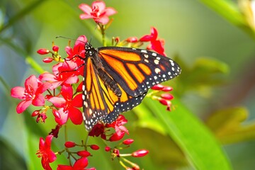 Monarch butterfly, Danaus plexippus, feeding on red flowers with green plants in the background.