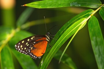 Fototapeta na wymiar Orange, black and white butterfly resting on a long green leaf.