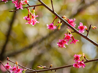 Close up shot of cherry flower blossom in Lou Lim Ioc Garden