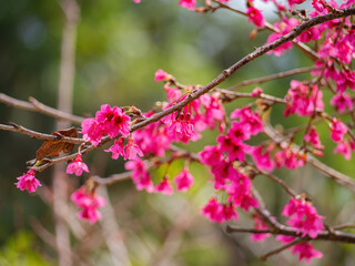 Fototapeta na wymiar Close up shot of cherry flower blossom in Lou Lim Ioc Garden
