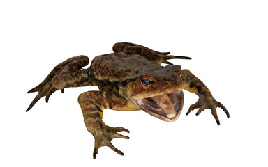 Frog with open mouth on white background