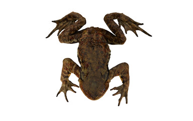 Frog with open mouth on white background