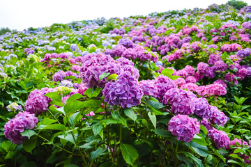 Obraz premium Hydrangeas on rainy season at Gamagori, Aichi, Japan