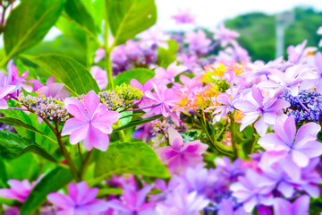 Hydrangeas on rainy season at Gamagori, Aichi, Japan