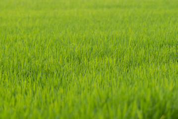 Nature of rice field on rice paddy